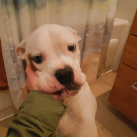 Meet your Posher, Samantha - Picture 1 of 1